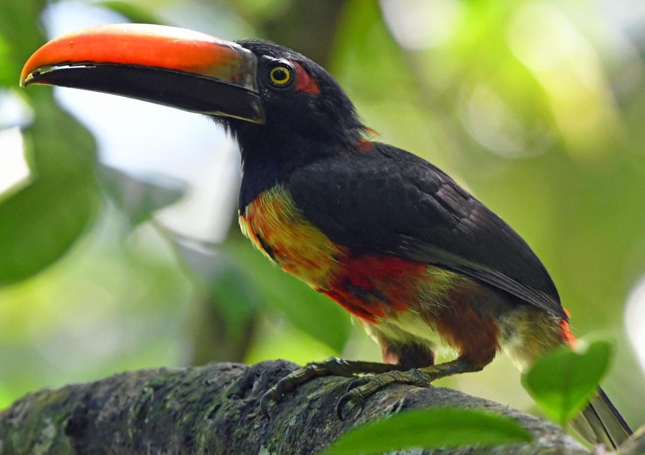 La Montanita Lodge Manuel Antonio Eksteriør bilde