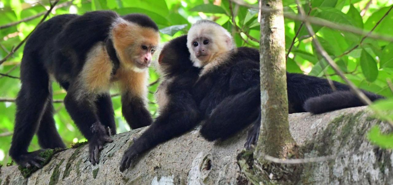 La Montanita Lodge Manuel Antonio Eksteriør bilde