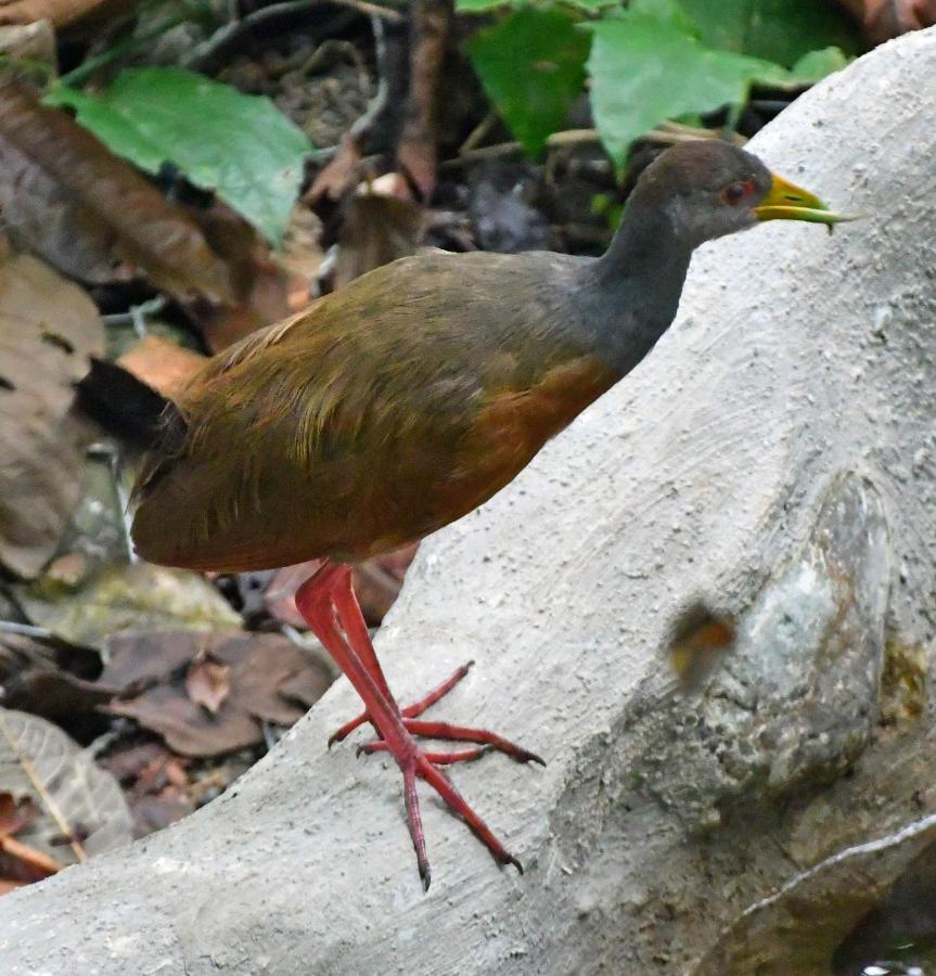 La Montanita Lodge Manuel Antonio Eksteriør bilde