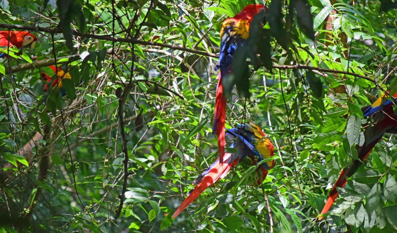 La Montanita Lodge Manuel Antonio Eksteriør bilde