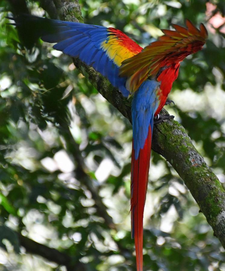 La Montanita Lodge Manuel Antonio Eksteriør bilde