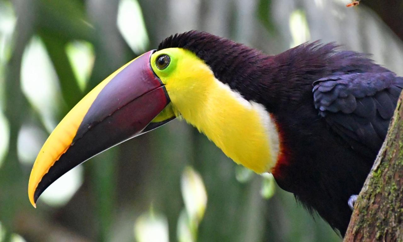 La Montanita Lodge Manuel Antonio Eksteriør bilde