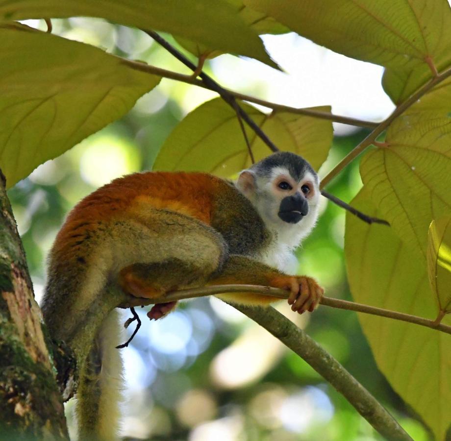 La Montanita Lodge Manuel Antonio Eksteriør bilde